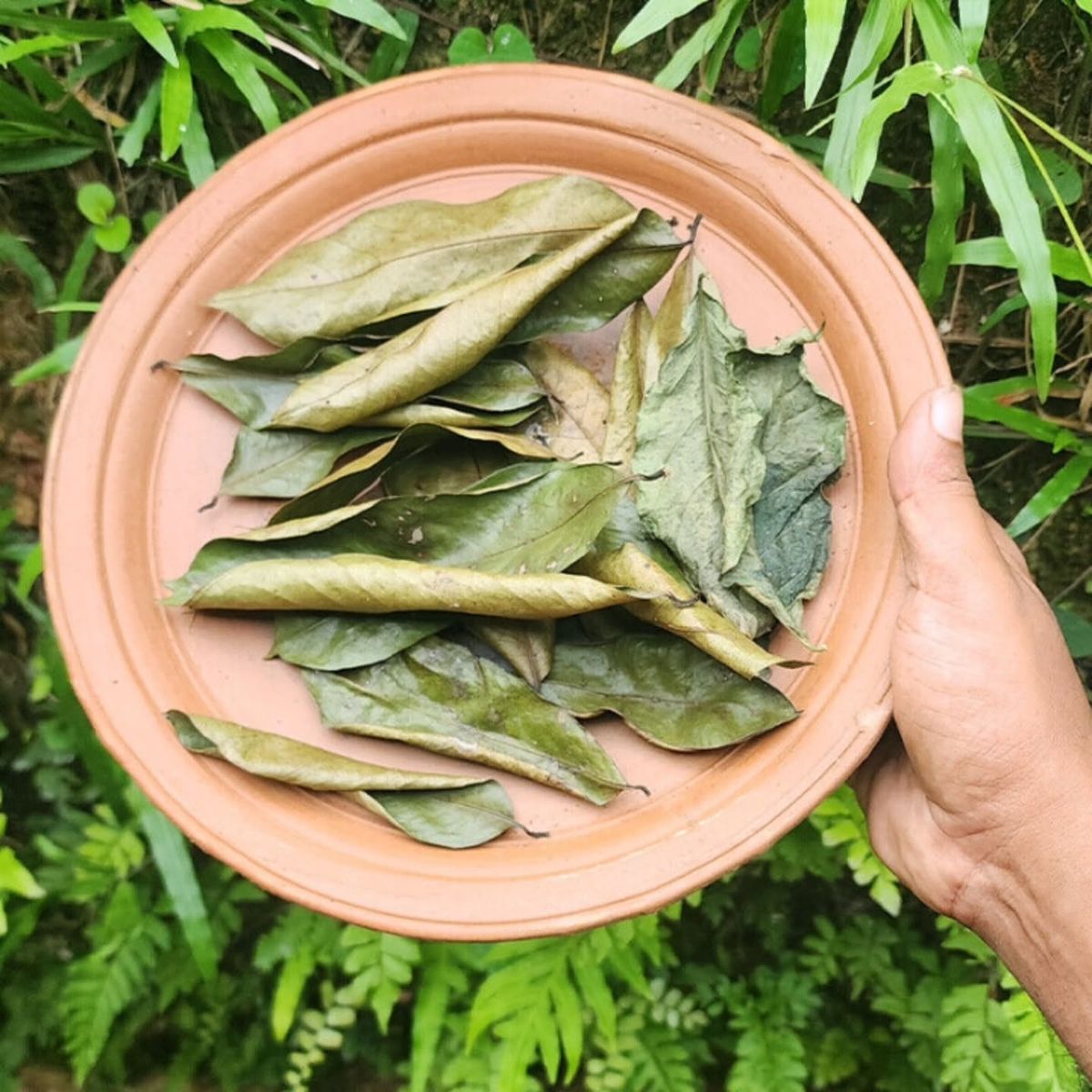 Why Everyone Is Obsessed With Soursop Leaves Right Now